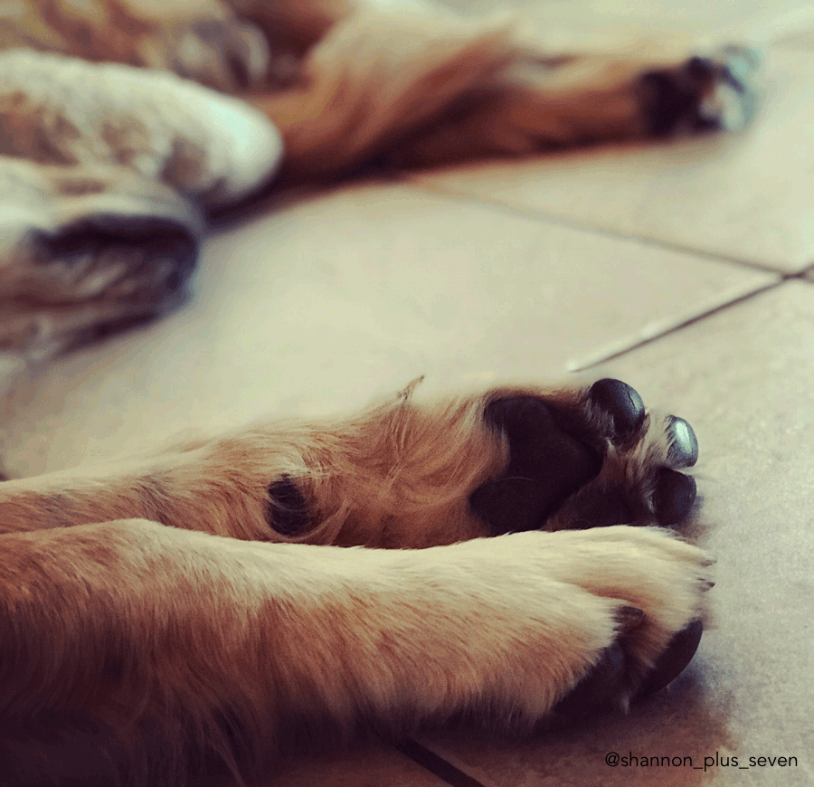 dog paws close up