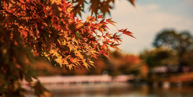 Fall foliage in Florida during the changing season.