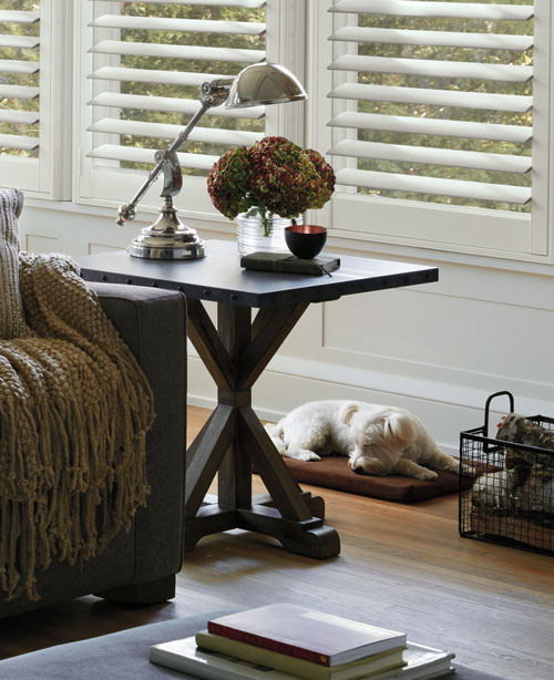 dog sleeping by living room windows with shutters Fort Myers 33908