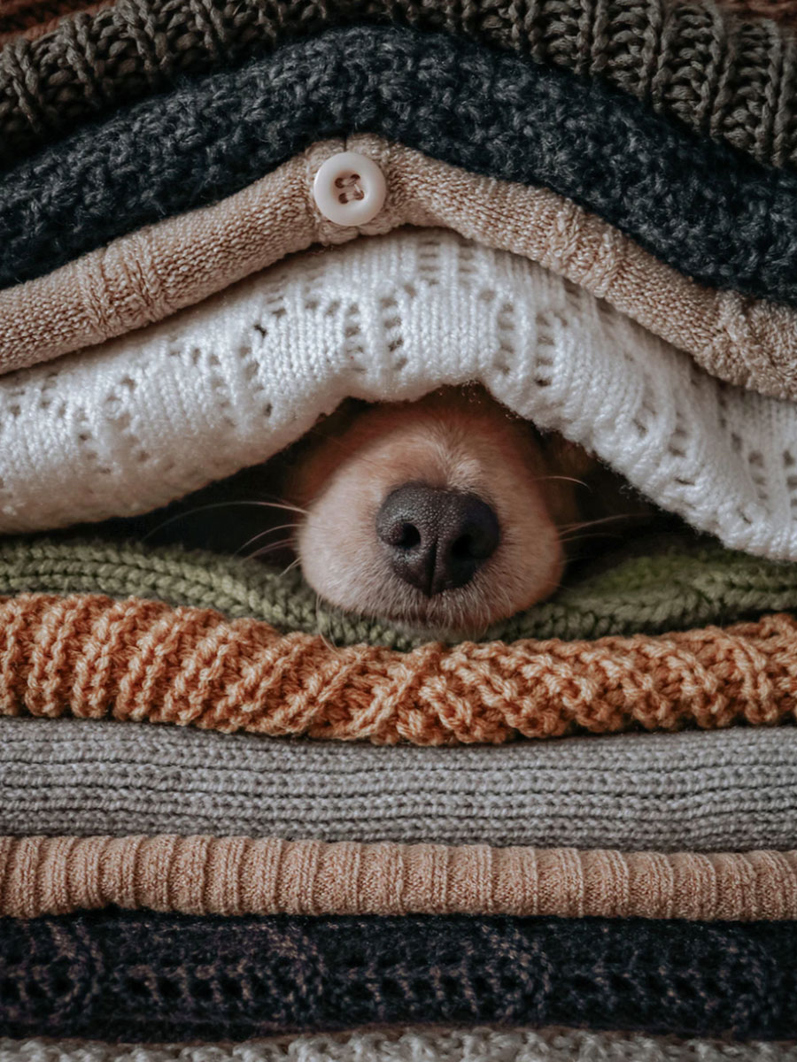 dog nose under blankets