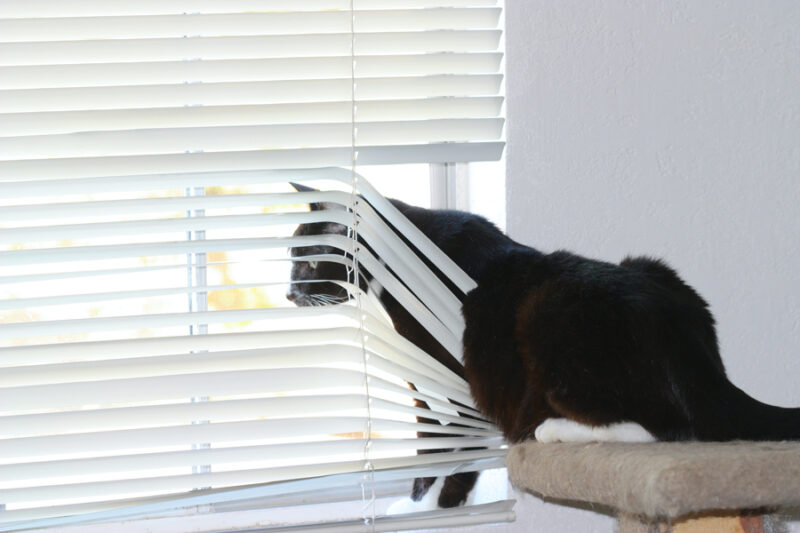 cat looking out window treatment